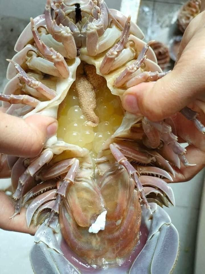 Do sống dưới đáy biển sâu và đánh bắt tự nhiên nên phần thịt bên trong của bọ biển ăn dai, chắc, ngọt và béo ngậy. Ảnh: Facebook