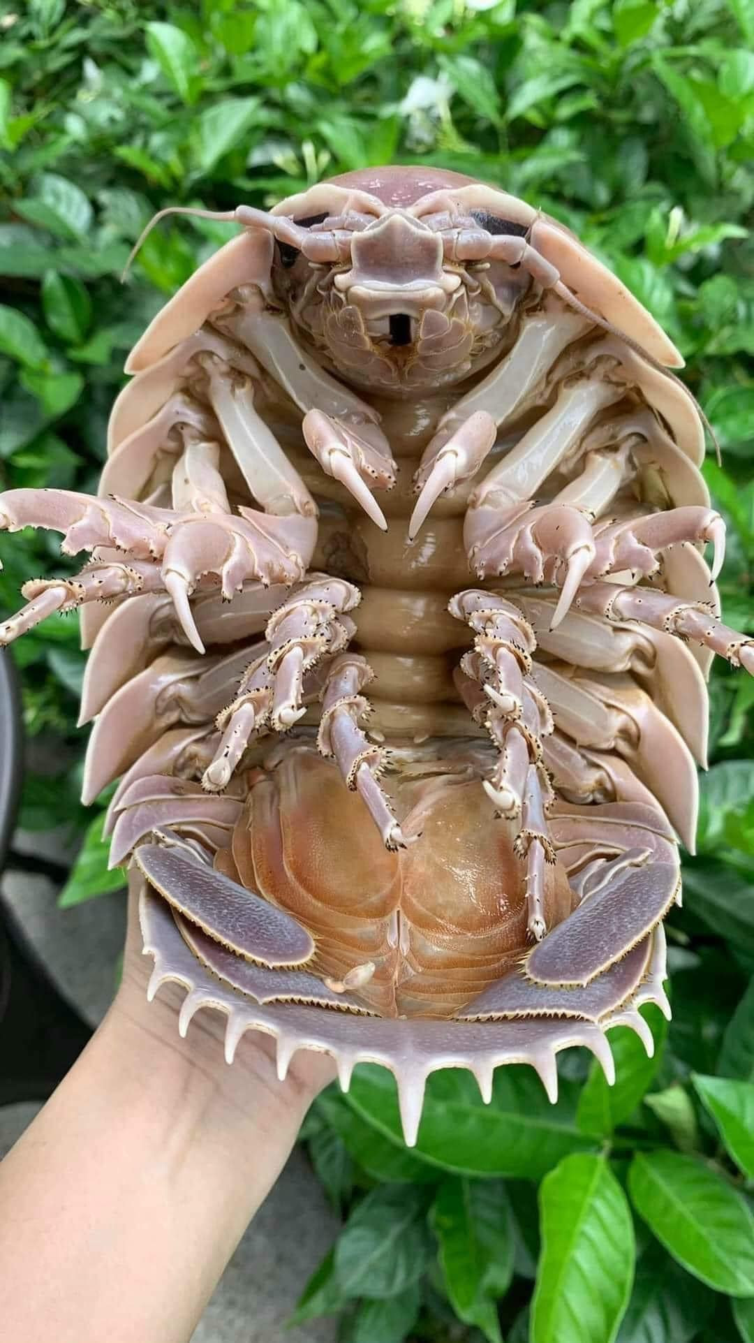 Bên cạnh bào ngư, cua hoàng đế... thời gian gần đây, bọ biển cũng trở thành hải sản được nhiều người săn lùng. Ảnh: Facebook