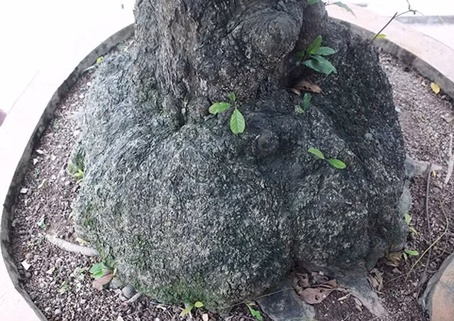 Đặc biệt, bệ rễ gắn liền với phần nu tạo vẻ độc đáo cho cây. Ảnh: Dân Việt