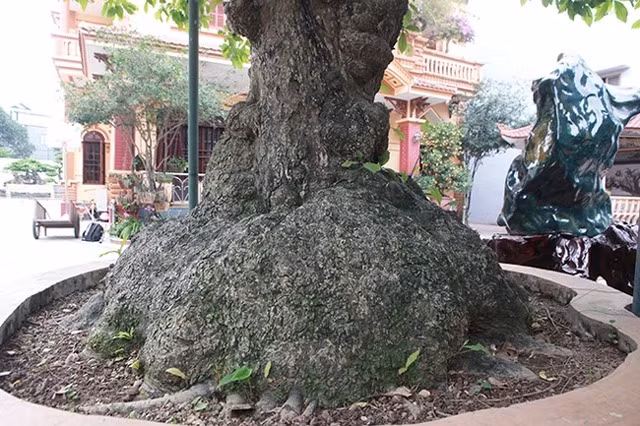 Nhiều anh em trong giới chơi cây khẳng định đây là cây lộc vừng có “1-0-2” ở Việt Nam. Ảnh: Dân Việt