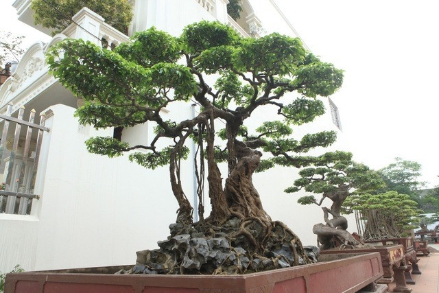 Quy tụ nhiều cây thuộc hàng quý hiếm Việt Nam, vườn cây của đại gia Toàn “đô la” từng được Tạp chí bonsai thế giới bình chọn là một trong mười vườn cây cảnh đẹp nhất trên thế giới. Ảnh: Dân trí