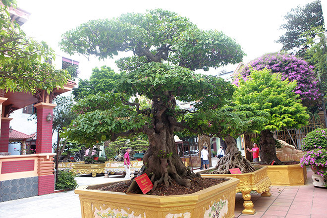 Rất nhiều cây trong số này đã được công nhận là “Di sản Việt Nam”. Ảnh: Dân Việt