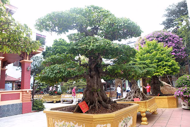 Rất nhiều cây trong số này đã được công nhận là “Di sản Việt Nam”. Ảnh: Dân Việt