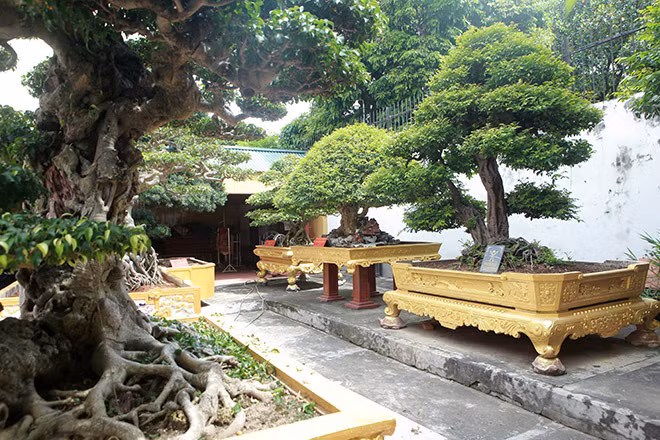 Thậm chí, khu vườn có cả những cây có tuổi đời hàng trăm năm hay các cây cổ từng thuộc sở hữu của vua chúa như: cặp khế của vua Gia Long (khoảng 400 tuổi), cây tùng La Hán của vua Quang Trung (600 tuổi), cây Đề, Bằng Lăng từ cung đình Huế...Ảnh: Dân Việt