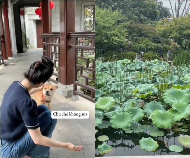 Trong vườn có cả một hồ sen xinh xắn.