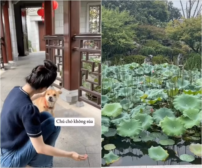 Trong vườn có cả một hồ sen xinh xắn.