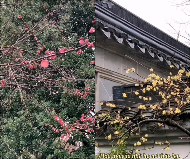 Đủ các loài hoa đua nhau khoe sắc.