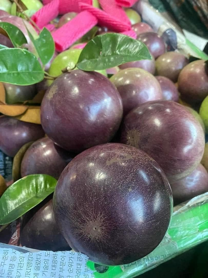 Vú sữa có nguồn gốc ở đảo Antilles và châu Mỹ nhiệt đới. Tại Việt Nam, vú sữa có hai dòng chính là vú sữa da xanh và vú sữa da tím than. Ảnh: Facebook