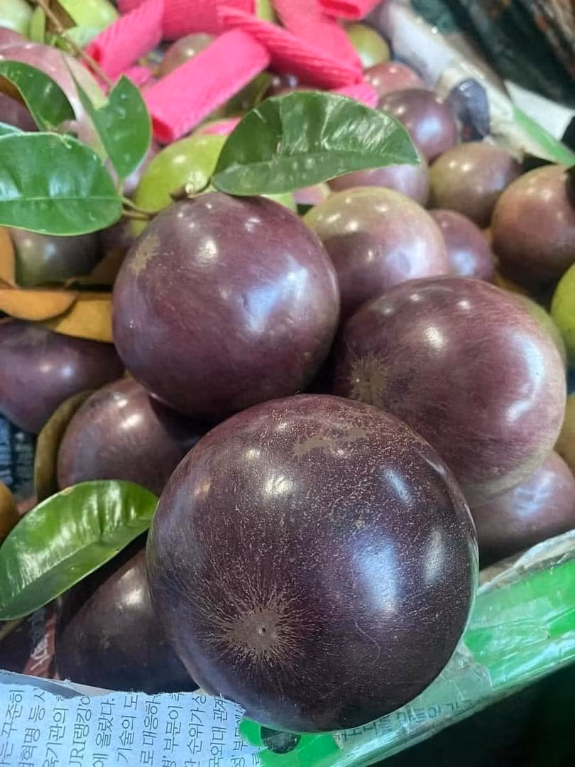 Vú sữa có nguồn gốc ở đảo Antilles và châu Mỹ nhiệt đới. Tại Việt Nam, vú sữa có hai dòng chính là vú sữa da xanh và vú sữa da tím than. Ảnh: Facebook