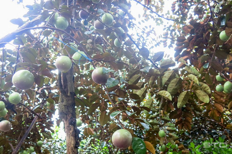 Các quốc gia trên thế giới đều đánh giá cao chất lượng trái vú sữa Việt Nam, đặc biệt là giống vú sữa Lò Rèn (ở Châu Thành, Tiền Giang). Ảnh: Báo Tiền Giang