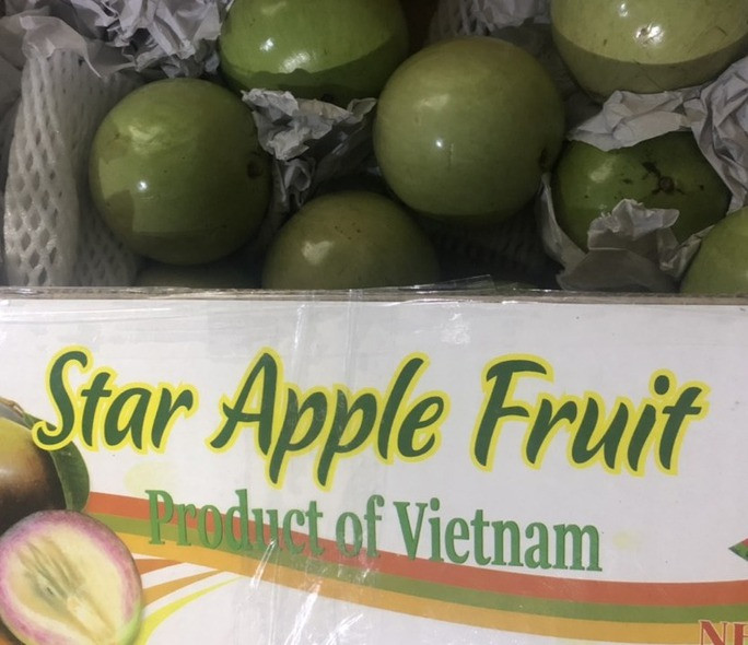 Ngoài thanh long, chôm chôm, vải, nhãn... Việt Nam còn xuất khẩu vú sữa sang thị trường Mỹ. Tại Mỹ, có thời điểm vú sữa Việt Nam được bán giá gần 500.000 đồng/kg. Ảnh: Người lao động