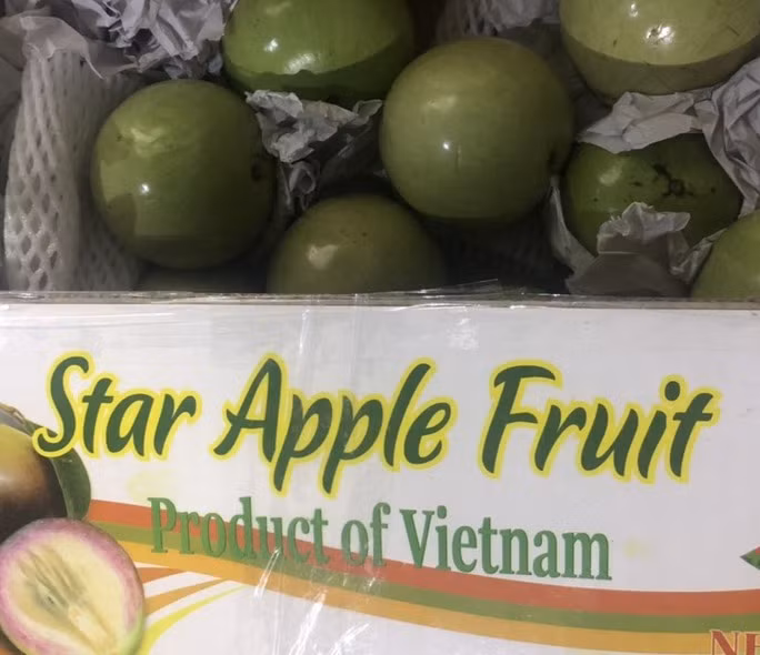 Ngoài thanh long, chôm chôm, vải, nhãn... Việt Nam còn xuất khẩu vú sữa sang thị trường Mỹ. Tại Mỹ, có thời điểm vú sữa Việt Nam được bán giá gần 500.000 đồng/kg. Ảnh: Người lao động