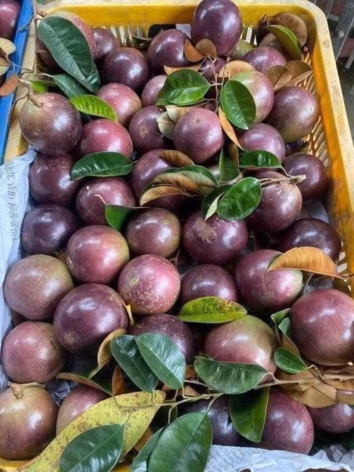 Việt Nam là nước duy nhất trên thế giới chọn trái vú sữa làm hàng hóa xuất khẩu. Ảnh: Facebook