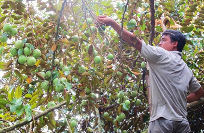  Mùa vú sữa Lò Rèn từ khoảng tháng 9 đến tháng 4 năm sau. Trong đó, khoảng tháng 11 - 12 là lúc chín rộ nhất. Ảnh: HVNCLC