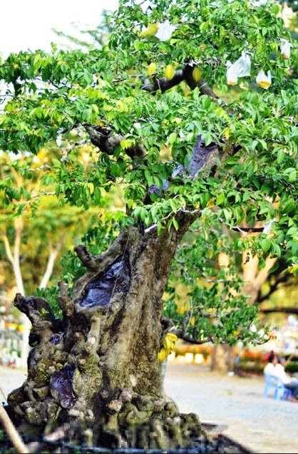 Cận cảnh những vết u nần trên gốc và thân cây khế. Ảnh: Dân Việt