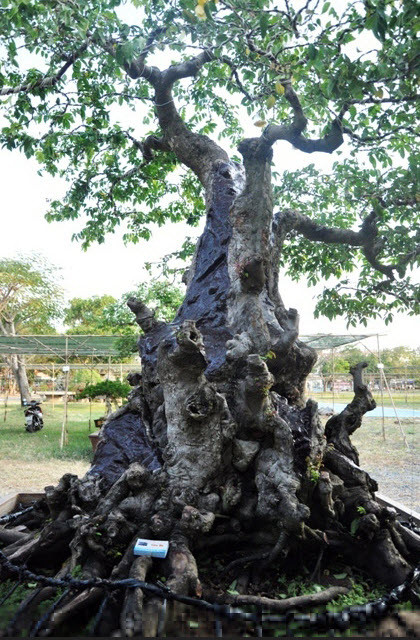 Thời điểm đó, chủ nhân cho biết, phải hơn 1,2 tỷ đồng mới bán cặp khế kiểng này. Ảnh: Người đưa tin