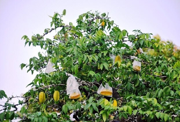 Cây khế được chủ nhân mua của người dân ở Bến Tre, sau đó về chăm sóc. Ảnh: Dân Việt