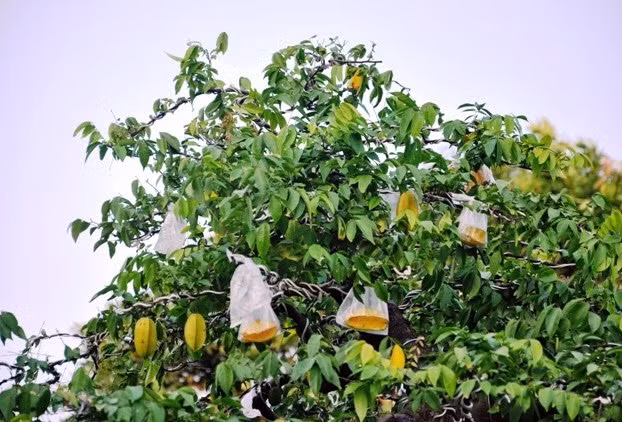 Cây khế được chủ nhân mua của người dân ở Bến Tre, sau đó về chăm sóc. Ảnh: Dân Việt