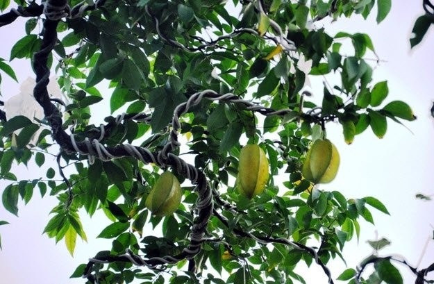 Cũng theo chủ vườn kiểng Nam Bộ, hai cây khế tính cả chậu nặng gần 3 tấn. Ảnh: Dân trí