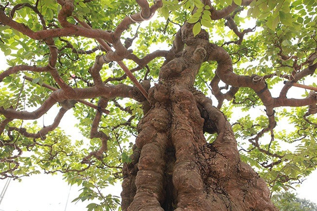 Thân cây vững chãi, nổi u cục chứng tỏ đã nhiều năm tuổi. Ảnh: Dân trí