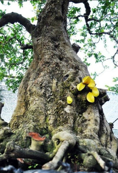 Hai cây khế cổ có dáng trực diện, đầu voi đuôi chuột. Phần gốc, thân có nhiều vết u nần. Ảnh: Dân Việt