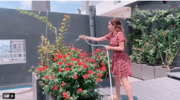 Trên sân thượng, nữ ca sĩ trồng và tự tay chăm sóc một vườn rồng.