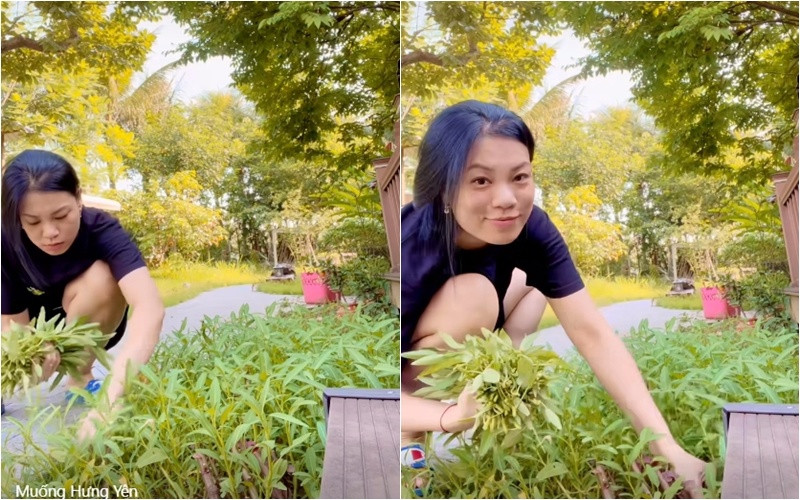 Khu vườn rau sạch giữa không gian phủ nhiều cây cối xanh mát. Ảnh: FBNV