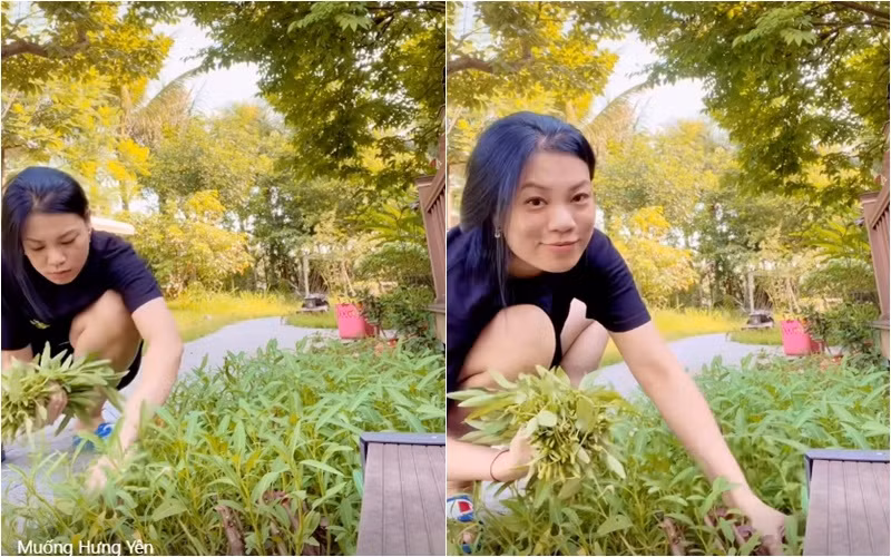 Khu vườn rau sạch giữa không gian phủ nhiều cây cối xanh mát. Ảnh: FBNV