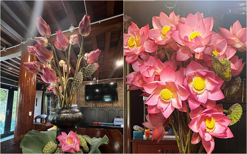 Bình sen trong nhà nghệ sĩ Xuân Bắc khiến nhiều chị em mê mẩn. Ảnh: FBNV