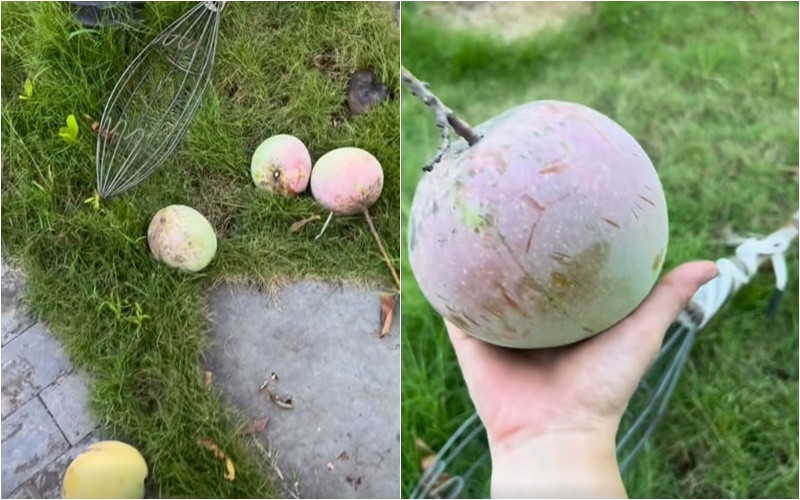 Ngoài rau, trong vườn còn trồng xoài Úc cho trái to, thích mắt. Ảnh: FBNV