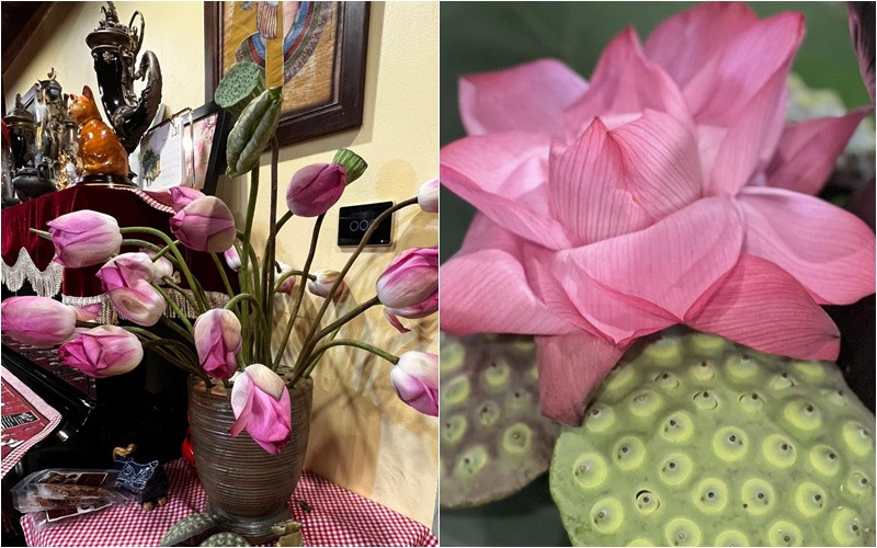 Sen Tây Hồ đẹp, sang, và hợp hơn khi được trưng bày trong không gian đậm chất hoài cổ trong "biệt phủ" của Xuân Bắc. Ảnh: FBNV