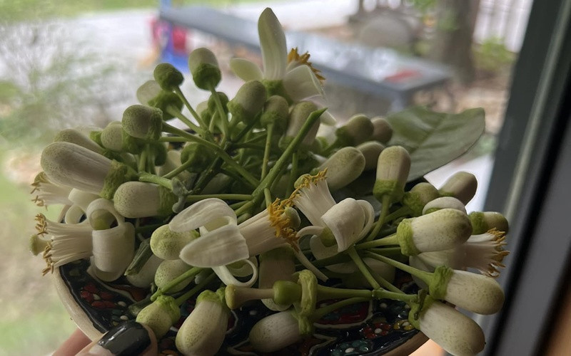 Có lần Hồng Nhung khoe "hoa bưởi vườn nhà" khiến khán giả thích thú. Ảnh: FBNV