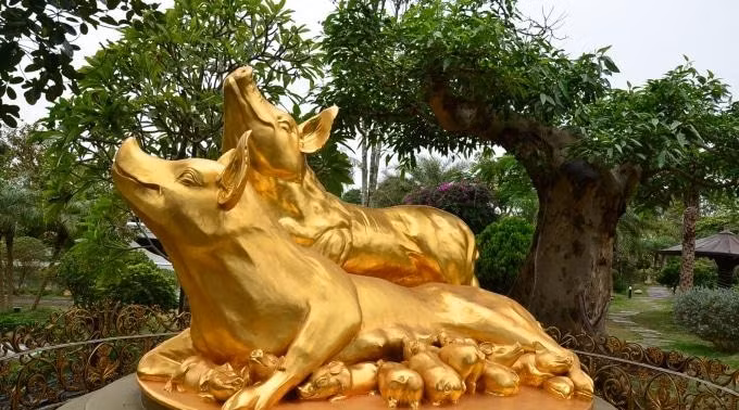 Lên lớp 6, anh quyết định nghỉ học để theo nghiệp của mẹ. Sau này, thấy trực tiếp mổ lợn vất vả mà lời lãi chẳng được bao nhiêu nên ông quyết định chuyển sang buôn lợn. Ảnh: NNVN