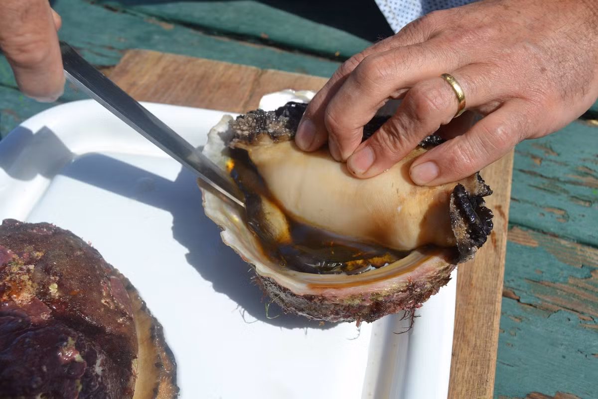 Một kg bào ngư môi nâu có thể lên tới 500 USD. Nếu tách phần vỏ và chỉ lấy thịt, chúng có giá 2.000 USD/kg (hơn 47 triệu đồng/kg thịt).