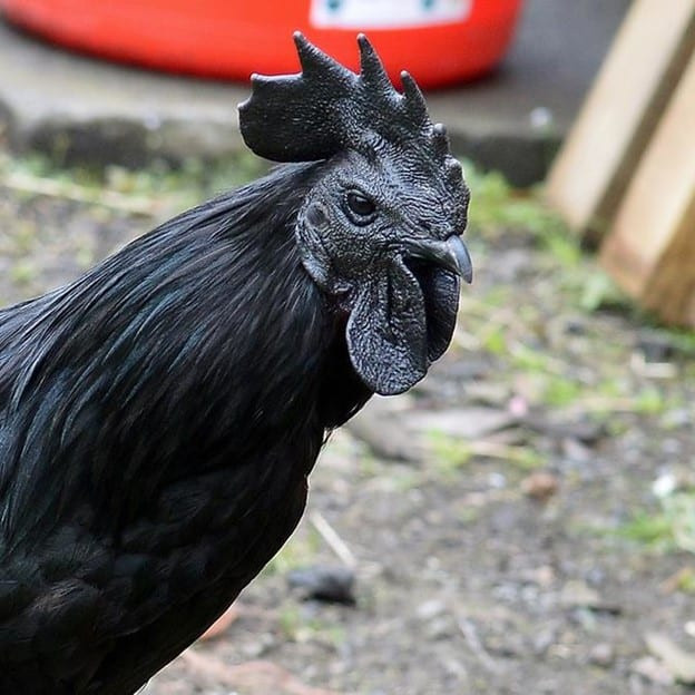 Ayam Cemani là giống gà đen có nguồn gốc từ Indonesia. Giống gà được lai tạo để có thịt thơm ngon. Giống gà đen này có giá khoảng 1.100 USD/kg (khoảng 26 triệu đồng) tùy thuộc vào kích thước của con gà.