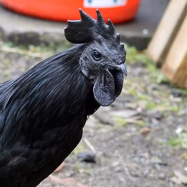 Ayam Cemani là giống gà đen có nguồn gốc từ Indonesia. Giống gà được lai tạo để có thịt thơm ngon. Giống gà đen này có giá khoảng 1.100 USD/kg (khoảng 26 triệu đồng) tùy thuộc vào kích thước của con gà.