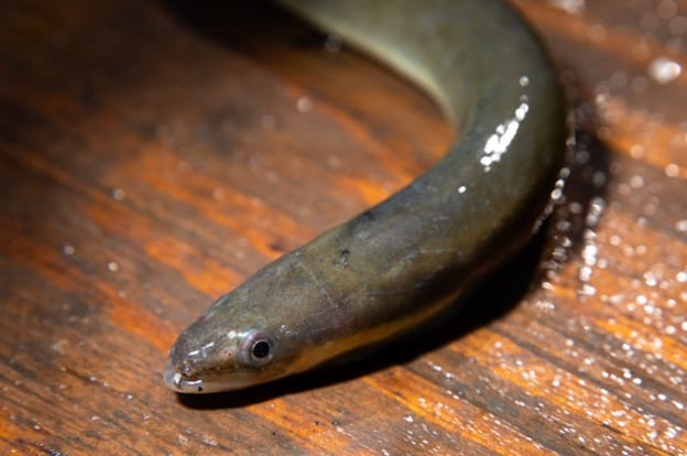 Những con lươn Bay Eel hay cá chình được đánh bắt ngoài khơi bờ biển Maine của Mỹ là một trong những loại cá có giá tính trên mỗi pound đắt nhất từng được bán. Thịt lươn Bay Eel có giá 2.000 USD/pound (tương đương 104 triệu đồng/kg).