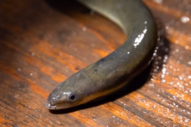 Những con lươn Bay Eel hay cá chình được đánh bắt ngoài khơi bờ biển Maine của Mỹ là một trong những loại cá có giá tính trên mỗi pound đắt nhất từng được bán. Thịt lươn Bay Eel có giá 2.000 USD/pound (tương đương 104 triệu đồng/kg).