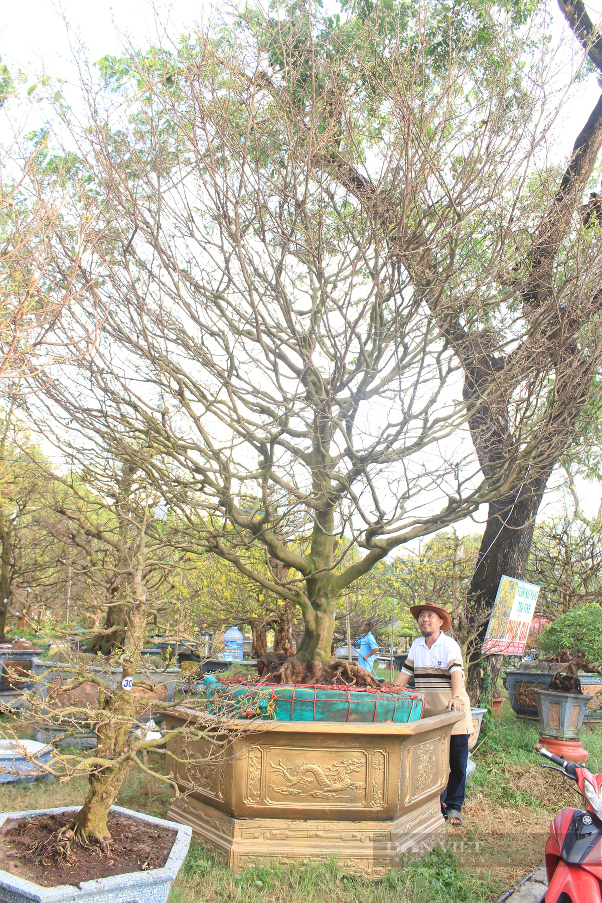 Cây mai có dáng “trực quân tử”, nụ nhiều, khi nở đồng loạt, thơm ngát. Ảnh: Dân Việt