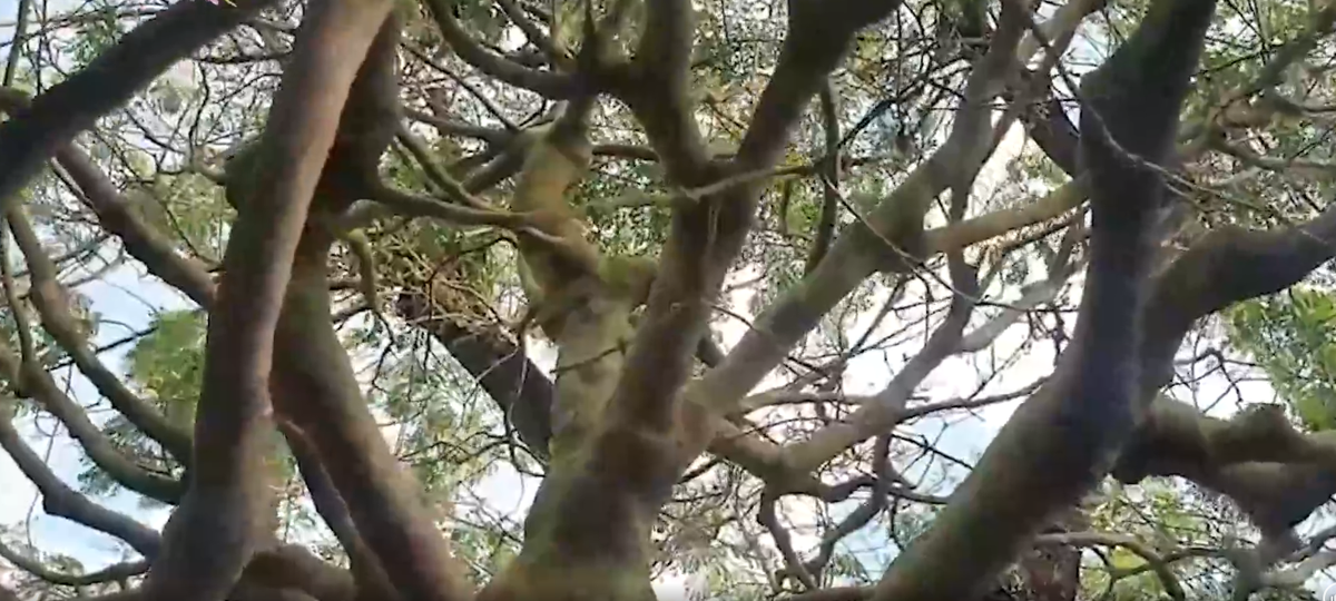 Các tay cành phát triển đều và đẹp. Ảnh: Dân Việt