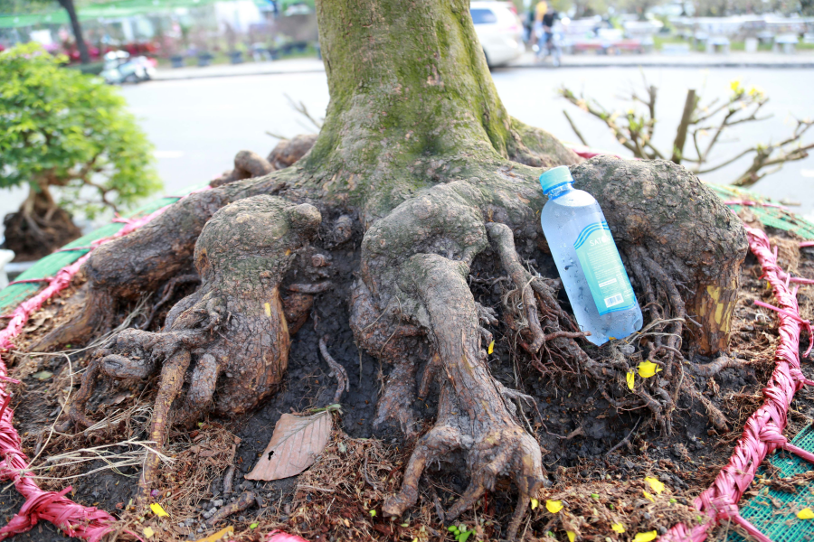 Theo đó, dàn đế nổi cộm giống như móng rồng, đều và độc lạ. Ảnh: Người đưa tin