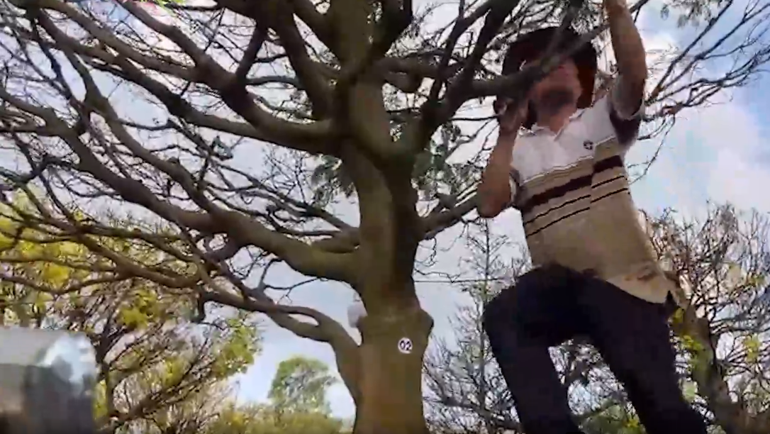 Nhiều người muốn chụp ảnh với cây mai vàng phải chọn vị trí khá xa mới lấy được từ gốc đến ngọn. Ảnh: Dân Việt