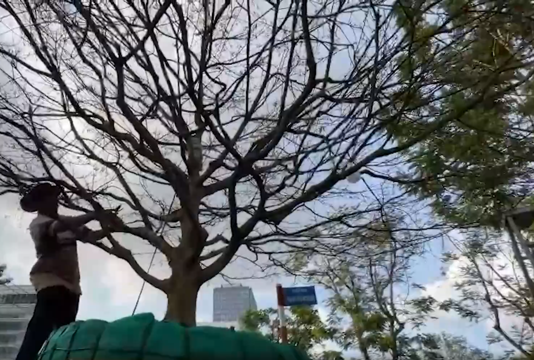 Ai đi ngang qua cũng phải ngước nhìn, trầm trồ vì cây mai quá đồ sộ. Ảnh: Dân Việt