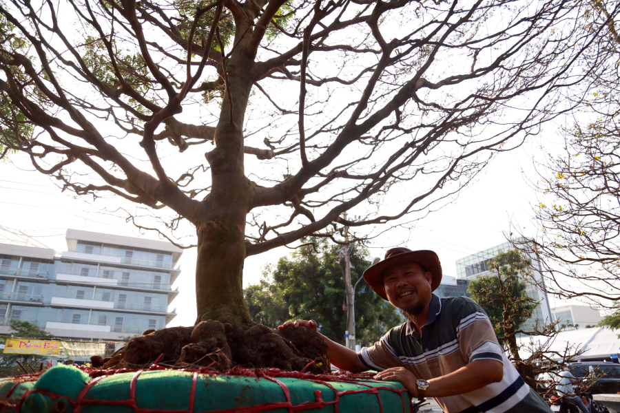 Cây mai có hoành ngang 90cm, cao gần 5m, tán rộng 7m, đều và hoa đẹp. Ảnh: Người đưa tin