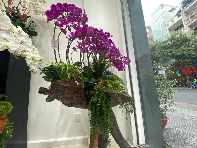 Đáng chú ý, năm nay lan hồ điệp trồng trên gỗ lũa (gốc, rễ cây) độc đáo thu hút đông đảo người tiêu dùng. Ảnh: Người lao động