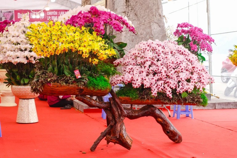 Lan hồ điệp cắm theo dáng bonsai Nhật, với bốn màu hoa tím, trắng, vàng, phớt hồng, tượng trưng cho 4 mùa xuân, hạ, thu, đông có giá 200 triệu dồng. Ảnh: Dân trí