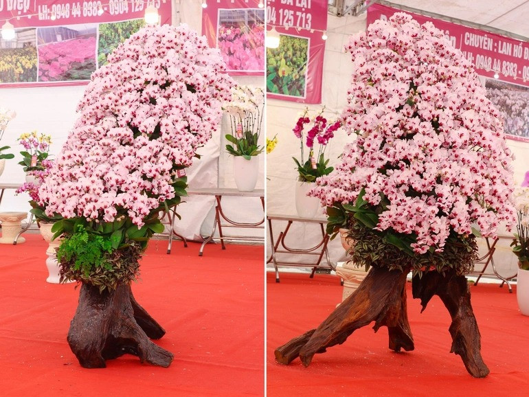 Lan hồ điệp trồng trên gỗ lũa dáng "kiềng ba chân". Ảnh: Dân trí