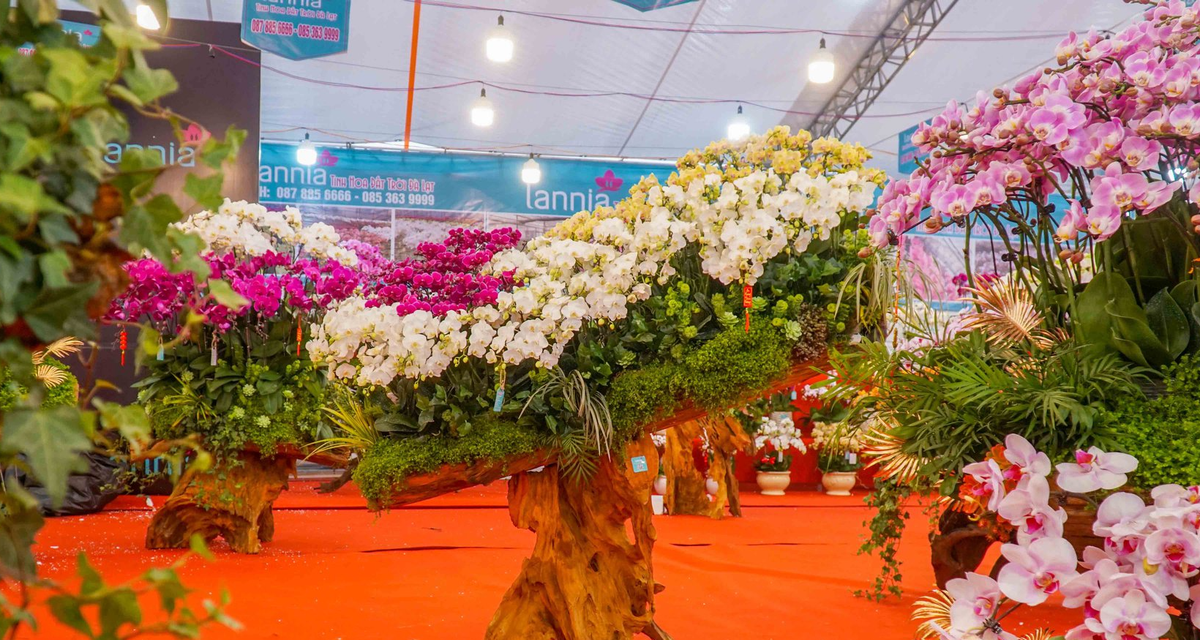 Đáng chú ý, có chậu lan hồ điệp khổng lồ trị giá hơn 1 tỷ đồng tại Hà Nội. Ảnh: Dân Việt