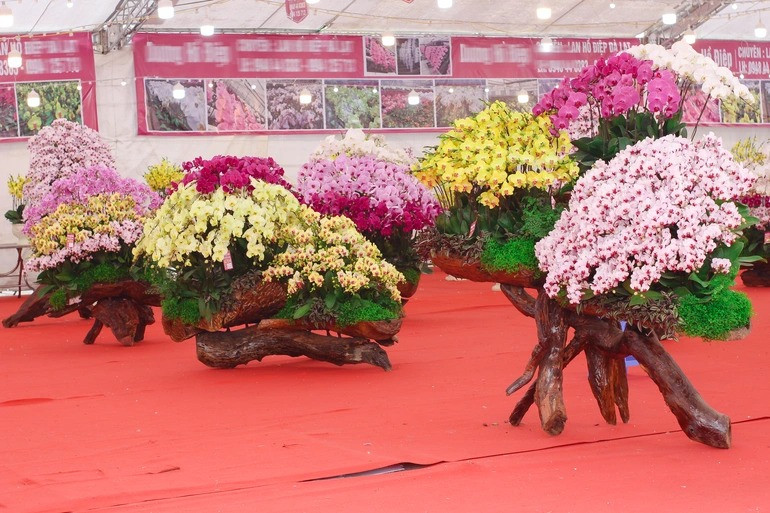 Các chậu lan hồ điệp có giá thành cao hầu hết được trồng trên gỗ lũa quý hiếm như lim, sến, hương...Ảnh: Dân trí