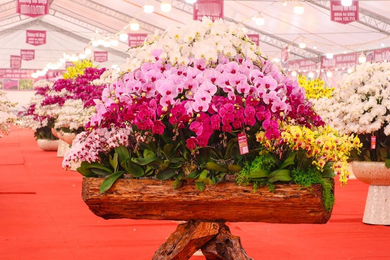 Chậu lan hồ điệp cắm theo dáng mâm xôi, ước mong cho năm mới đủ đầy, sung túc, giá 160 triệu đồng. Ảnh: Dân trí